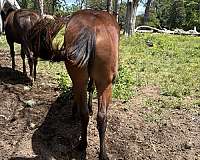 bay-star-on-forehead-horse