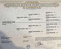 athletic-quarter-horse