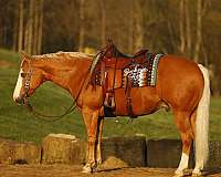 bald-face-2-white-socks-horse