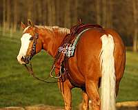all-around-quarter-horse