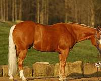 athletic-quarter-horse