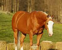 beginner-quarter-horse