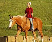 blue-eyed-quarter-horse