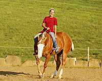 companion-quarter-horse