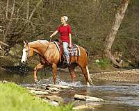 flashy-quarter-horse
