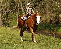 husband-safe-quarter-horse