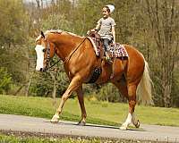kid-safe-quarter-horse