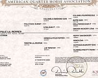 parade-quarter-horse