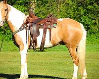 all-around-paint-horse