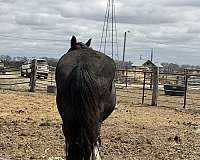 white-horse