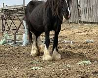 black-cbusa-mare
