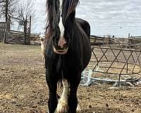black-cbusa-horse