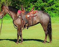 western-ri-rocky-mountain-horse