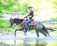 chocolate-western-ri-horse