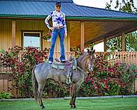all-around-rocky-mountain-horse