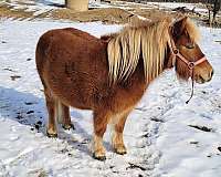 miniature-horse-for-sale