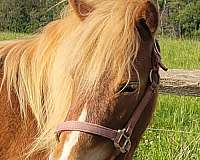 miniature-horse