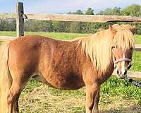 miniature-mare