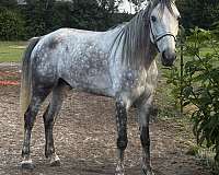 tennessee-walking-gelding