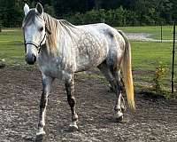 tennessee-walking-horse-for-sale