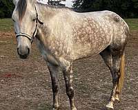tennessee-walking-horse