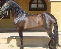 caballos-andalusian-horse