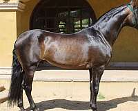 caballo-andalusian-horse