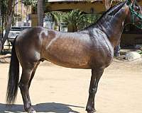 dressage-andalusian-horse