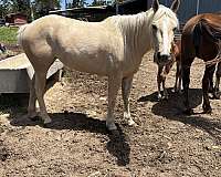 palomino-blaze-horse