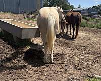 athletic-quarter-horse