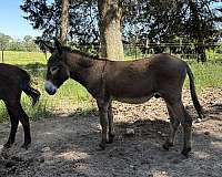 white-muzzle-underbelly-around-the-eyes-horse
