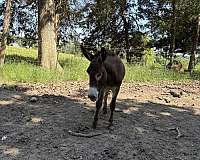 brown-white-muzzle-underbelly-around-the-eyes-horse