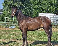 pasture-buddy-friesian-horse
