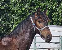 police-friesian-horse