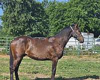 tb-cross-friesian-horse