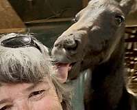 9-hand-friesian-horse