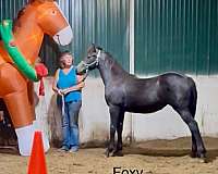 sporthorse-draft-friesian-horse
