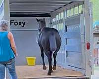 sport-draft-friesian-horse