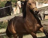 stallion-draft-friesian-horse