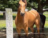 buckskin-draft-friesian-colt