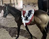 unique-color-draft-friesian-horse