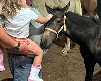 unique-color-friesian-horse