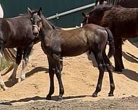 friesian-sporthorse-draft-horse