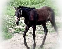 draft-cross-draft-friesian-horse