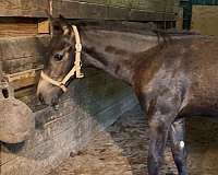 waste-friesian-horse