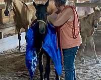 smokey-friesian-horse