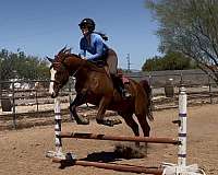athletic-thoroughbred-horse
