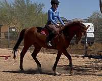 beginner-thoroughbred-horse