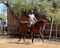 dressage-thoroughbred-horse