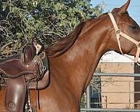 arabian-horse-for-sale